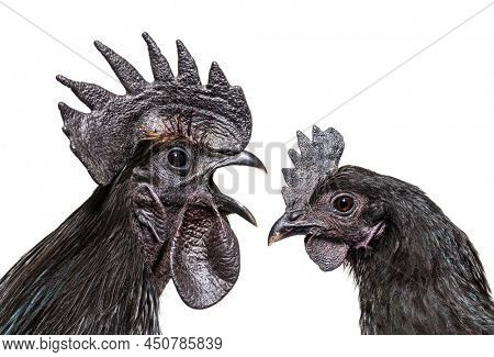 Side view of a Cemani rooster singing, isolated on white