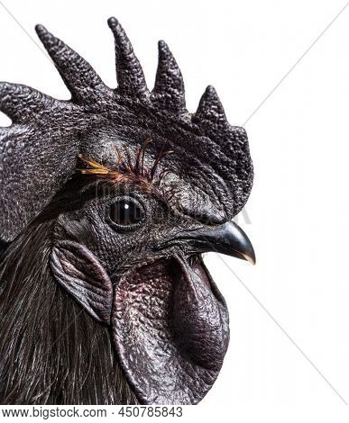 Close-up on a Ayam Cemani rooster chicken, isolated on white