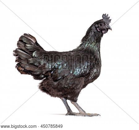 Side view of a Ayam Cemani hen, isolated on white
