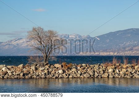 A Tree On A Rock Breakwall On Okanagan Lake On A Winter Day In British Columbia, Canada In Penticton