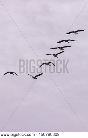 Geese Flying In V Formation Against Blue Sky And Clouds