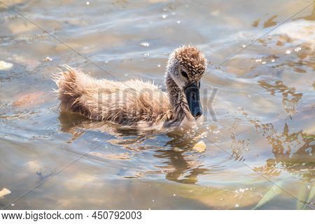Beautiful Baby Cygnet Mute Swan Fluffy Grey And White Chicks. Springtime New Born Wild Swans Birds I