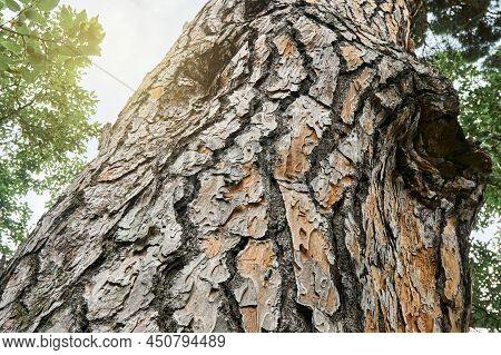 Old Italian Stone Pine In Wood Under Sky With Light Clouds