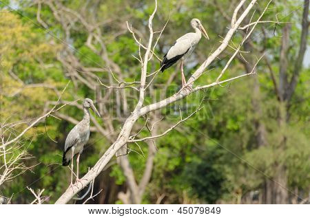 아시아 Openbill 황새