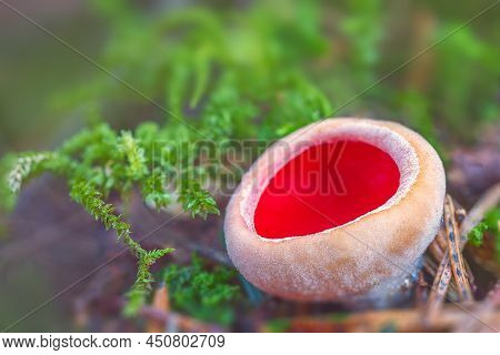 Sarcoscypha Austriaca - A Saprobic Rare Nonedible Fungus Known As The Scarlet Elfcup. Beige Mushroom