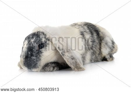 Young Lop Rabbit Rhoen  In Front Of White Background