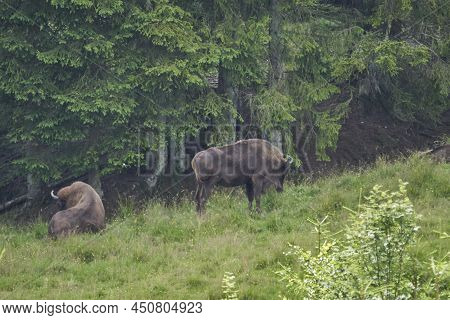 European Bison, Wisent, Bos Bonasus, Grazing On Meadow In The Shaddows Of A Nearby Forest Along The 