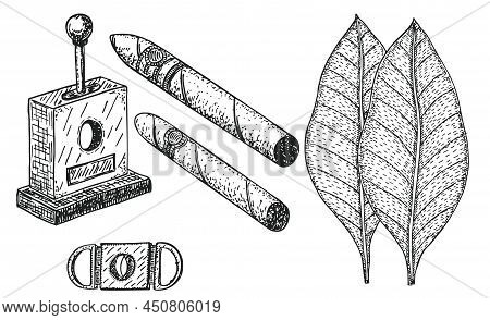 Vector Illustration With Hand Rolled Cigars In Sketch Style. Cigars Set Engraving Vector Illustratio