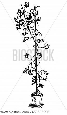 English Ivy Vector Illustration. Hedera Sketch. Indoor Plants. Indoor Flower In A Pot. House Plants.