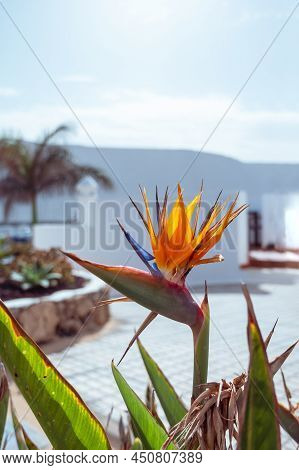 Strelitzia Reginae Flower Or Bird Flower - Imagen
