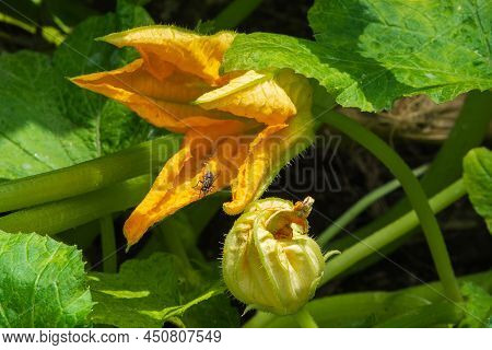 Pumpkin Flower On An Organic Vegetable Farm. Green Leaves And Shoots Of A Growing Squash In The Gard