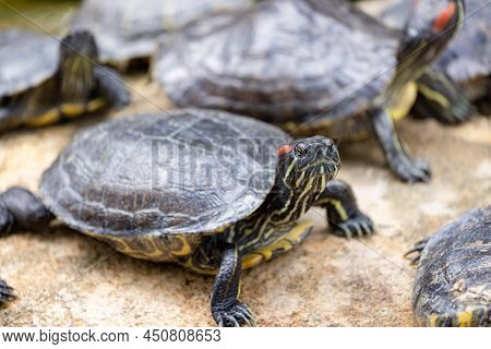 Redear turtle in water pond
