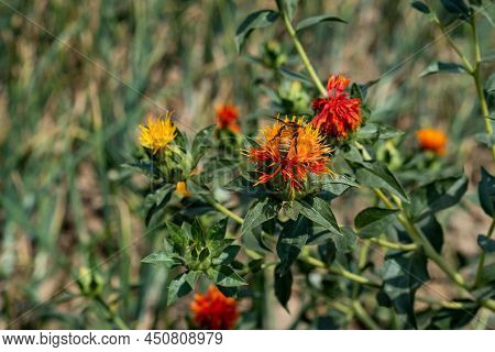 Bees Are Collection Honey Sitting On A Flower In The Middle Of Many Kusum Or Saffron Flowers. Pharyn