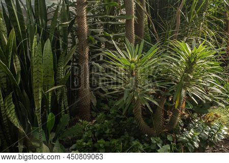 Various Succulents - Sansevieria And Euphorbia Triangular Prickly In The Greenhouse Of The Winter Ga