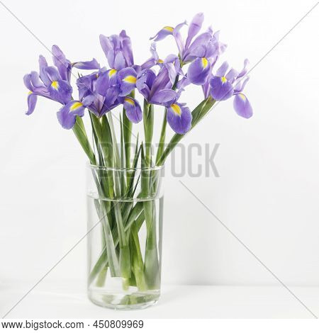 Violet Irises Xiphium (bulbous Iris, Sibirica) In Vase On White Background With Space For Text. Holi