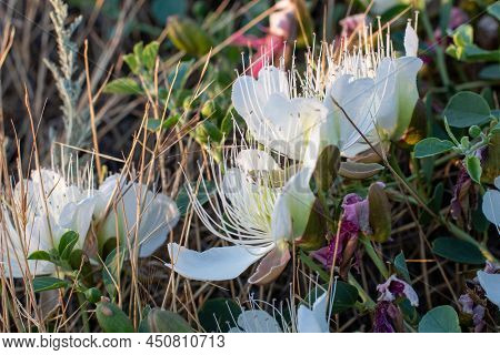 Flowering Plant Capparis Spinosa. White Flowers And Buds With Green Leaves. Vegetable Culture: Unblo