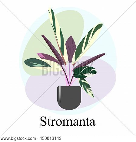 Indoor Ornamental Deciduous Plant Stromanta. Trend Vector Image