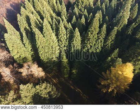 Aerial View Of Old Sequoia Forest, Bulgaria