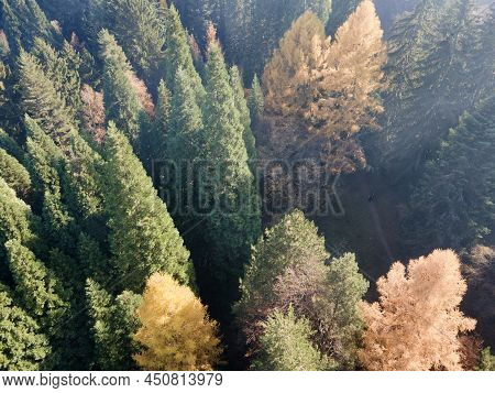 Aerial View Of Old Sequoia Forest, Bulgaria