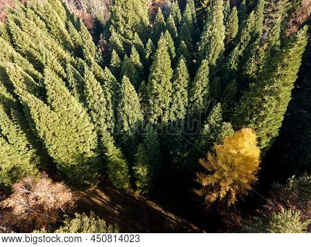 Aerial View Of Old Sequoia Forest, Bulgaria