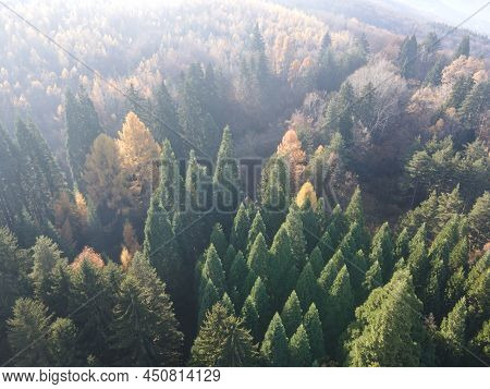 Aerial View Of Old Sequoia Forest, Bulgaria