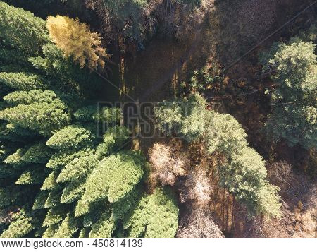 Aerial View Of Old Sequoia Forest, Bulgaria