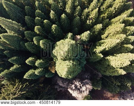 Aerial View Of Old Sequoia Forest, Bulgaria