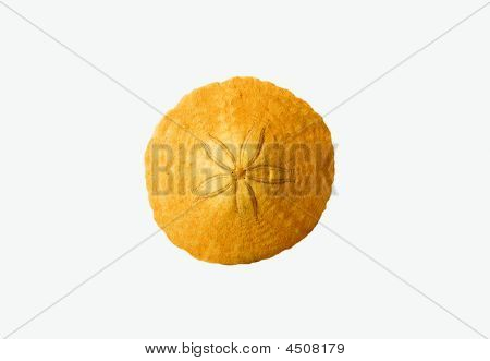 海洋生物