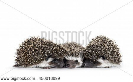 Three Adorable Ful Mask Hedgehog Babies On A Row. Isolated On A White Background.