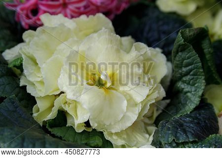 Cream Golden Color Primrose Flowers Close Up. Flowers For Garden, Parks, Balkon, Terrasse, Rooms