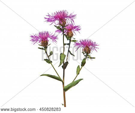 Wig Knapweed With Purple Flower Heads Isolated On White, Centaurea Phrygia Ssp. Pseudophrygia