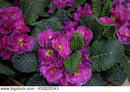 Perennial Primrose Or Primula In The Spring Garden. Spring Primroses Flowers, Primula Polyanthus. Pu