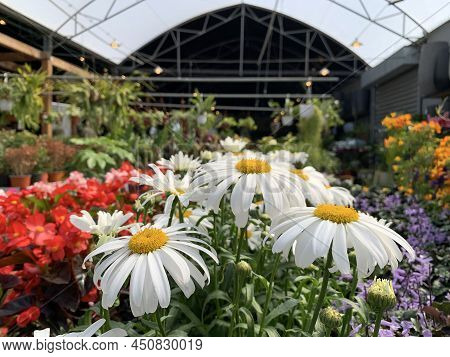 Beautiful Spring Flowering Leucanthemum Or Oxeye Daisy, Dog Daisy, Marguerite (lat. Leucanthemum Vul