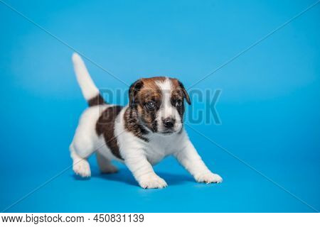 Cut puppy on blue background. Young aborable dog isolated on blue