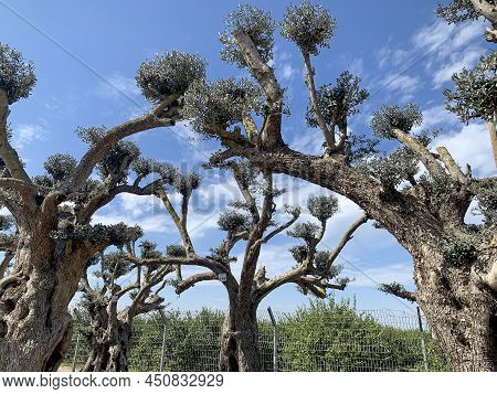 Old Bizarre Olive Trees In The Zimrat Moshav In Southern Israel