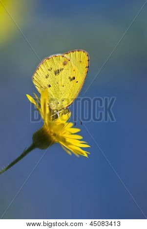 Küçük sarı bir kelebek (eurema lisa)