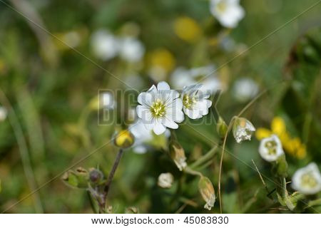 Cerastium arvense