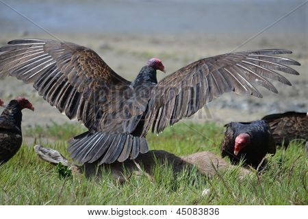 Cathartes aura
