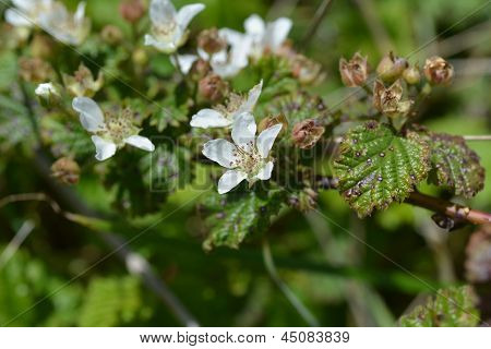 california blackberry