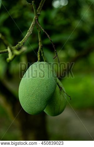 Mangoes Are A Good Source Of Fiber And Antioxidants, Including Vitamin C, Which Means They Support A