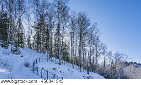 There Is A Forest Growing On The Snow-covered Hillside. Birch And Coniferous Trees Against The Blue 