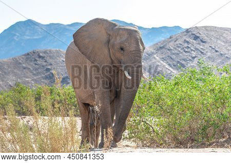 Closeup Of An African Desert Elephant - Loxodonta Africana- Wandering In The Desert In North Western