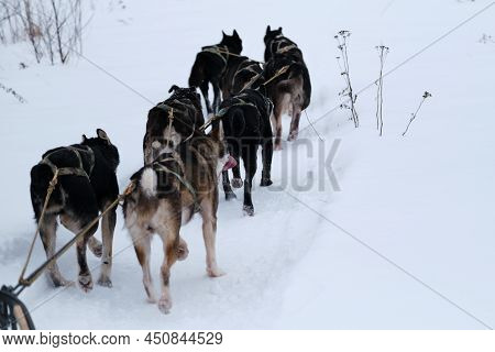 The Fastest Dog Breed In World. Alaskan Huskies Are Strong And Hardy At Winter Riding Competitions I
