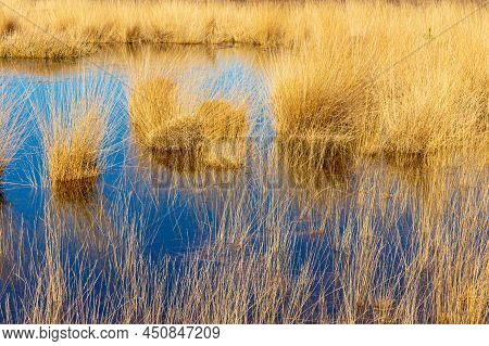 Brown Wild Grass Between Water, Dry Heather, Green Trees In The Background Blurred, Sunny Day In The