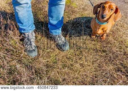 Male Legs In Blue Jeans With Gray And Black Hiking Boots Standing On Wild Grass, Short-haired Brown 