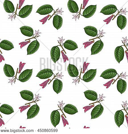Seamless Pattern With Drawing Branch Of Dipterocarpus At White Background, Hand Drawn Illustration