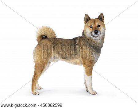 Handsome Shiba Inu Dog, Standing Side Ways. Looking Towards Camera. Isolated On A White Background.