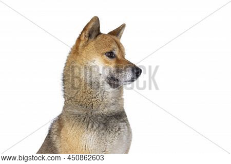 Head Shot Of Handsome Shiba Inu Dog, Sitting Side Ways. Looking Away From Camera Showing Profile. Is