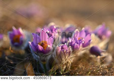 Spring Flowers. Beautifully Blossoming Pasque Flower And Sun With A Natural Colored Background. (pul