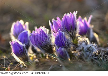 Spring Flowers. Beautifully Blossoming Pasque Flower And Sun With A Natural Colored Background. (pul